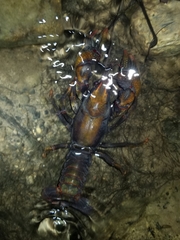 Lacunicambarus polychromatus