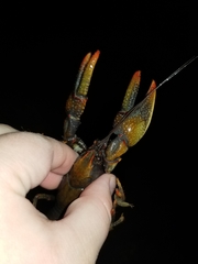 Lacunicambarus polychromatus