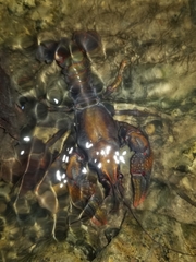 Lacunicambarus polychromatus