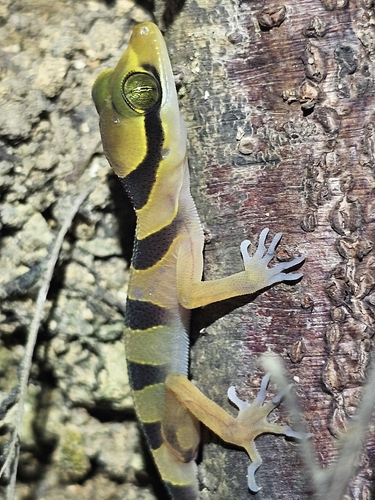 Cyrtodactylus pulchellus observed 2026-03-14
