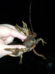 Lacunicambarus polychromatus