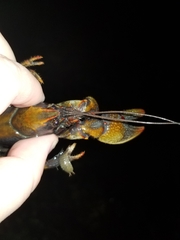 Lacunicambarus polychromatus