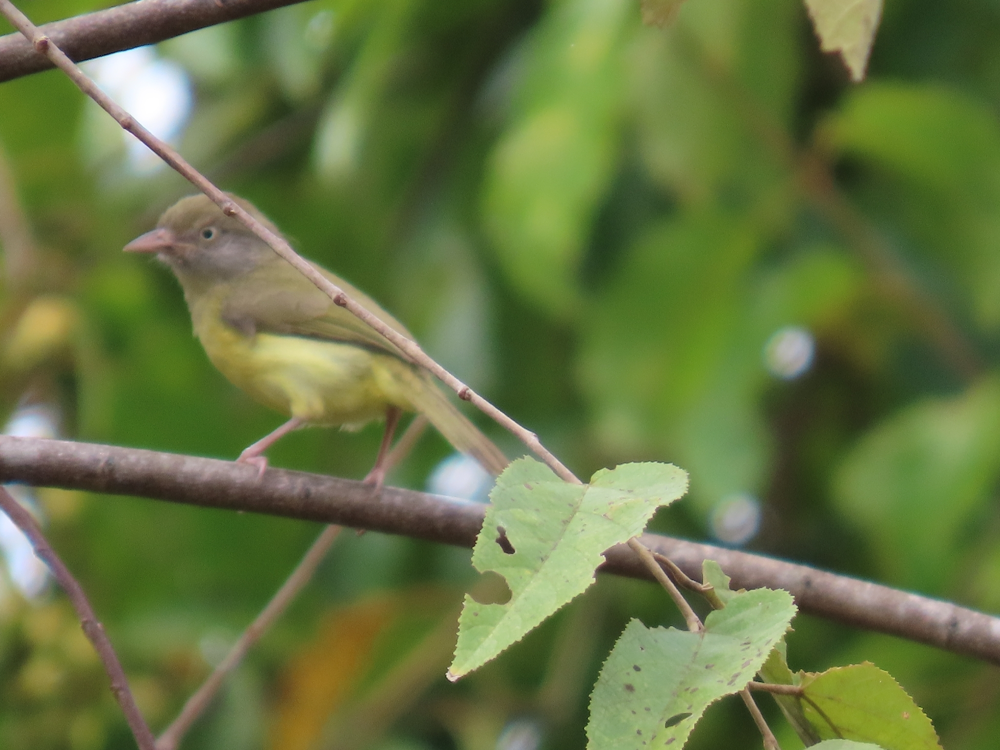 Scrub Greenlet (Hylophilus flavipes), photo 8