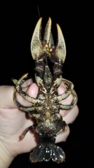 Lacunicambarus polychromatus