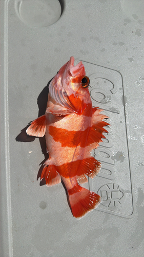Flag rockfish (Sebastes rubrivinctus) — Sebastidae