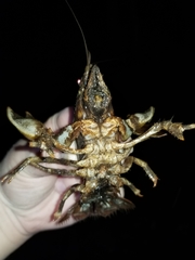 Lacunicambarus polychromatus