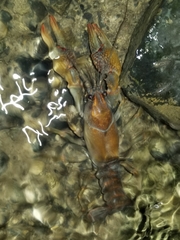 Lacunicambarus polychromatus