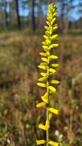Yellow Colicroot (Aletris lutea)