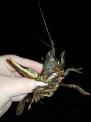 Lacunicambarus polychromatus