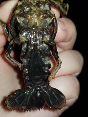 Lacunicambarus polychromatus