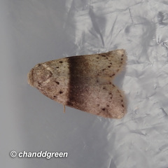 Stictane rectilinea chinesica