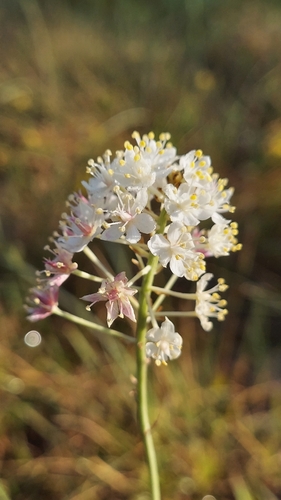 Osceola's plume (Stenanthium densum)