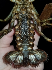 Lacunicambarus polychromatus