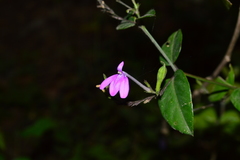 Justicia hintoniorum