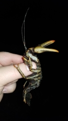 Lacunicambarus polychromatus