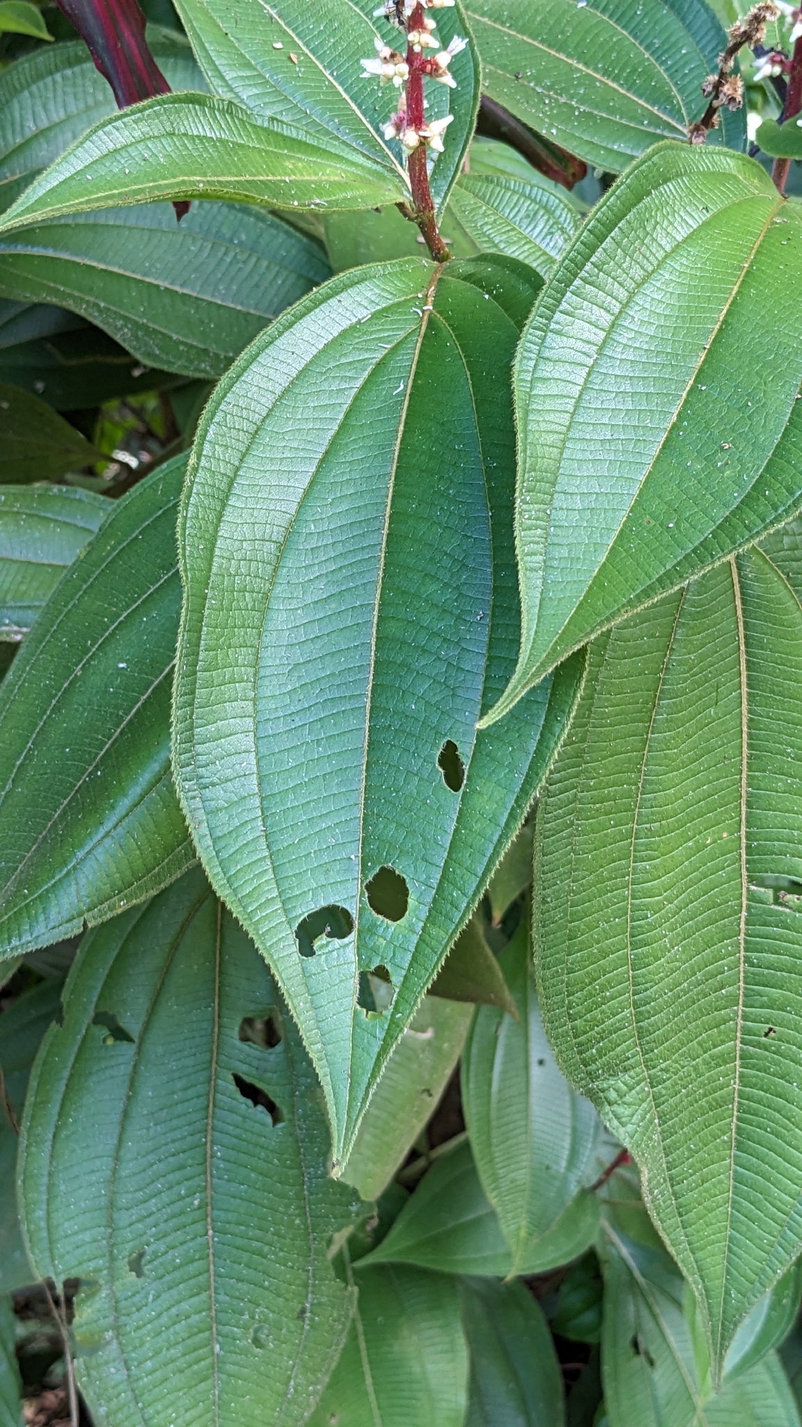 Miconia nervosa