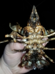 Lacunicambarus polychromatus