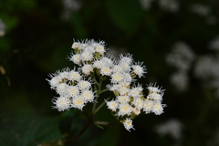 Ageratina pichinchensis
