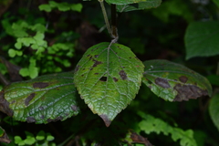 Ageratina pichinchensis