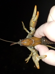 Lacunicambarus polychromatus