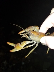 Lacunicambarus polychromatus