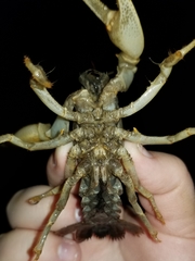 Lacunicambarus polychromatus