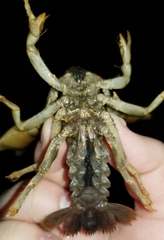 Lacunicambarus polychromatus