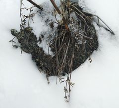 Seseli buchtormense