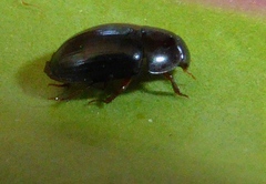 Dactylosternum abdominale