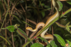 Compsophis laphystius