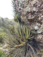 Tillandsia argentina, photograph (c) Lucas Carbone, some rights reserved (CC BY)