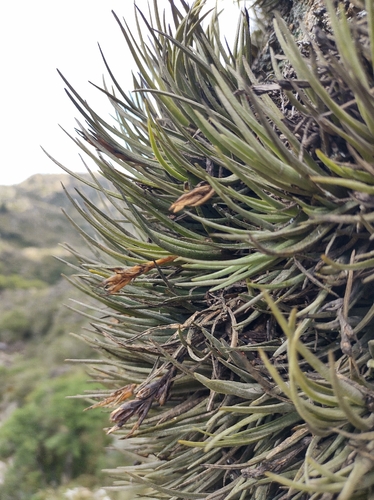Tillandsia argentina, photograph 3