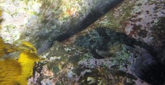 Aplodactylus lophodon