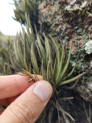 Tillandsia argentina, photograph (c) Lucas Carbone, some rights reserved (CC BY)