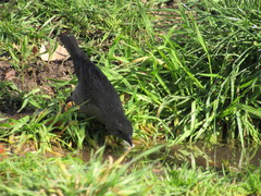 Molothrus bonariensis