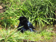 Molothrus bonariensis