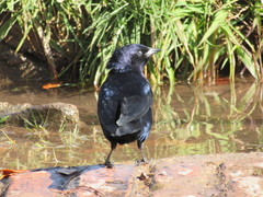 Molothrus bonariensis