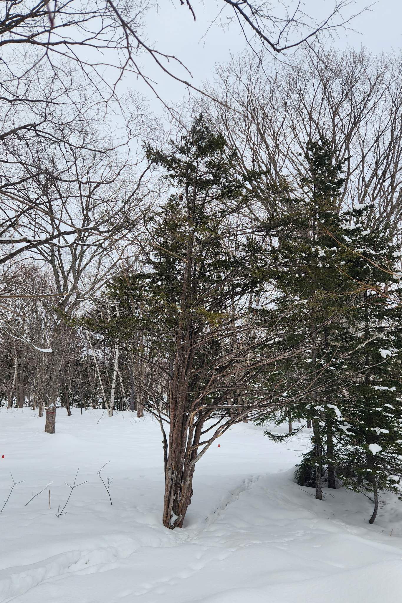 Japanese Yew (Taxus cuspidata)