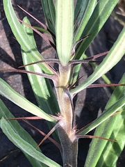 Pachypodium