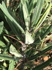 Pachypodium