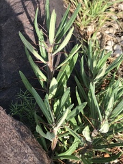 Pachypodium