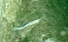 Canthigaster capistrata