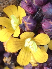 Alectra orobanchoides