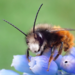 European Orchard Bee - Photo (c) Stefan, some rights reserved (CC BY-NC), uploaded by Stefan