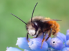 European Orchard Bee - Photo (c) Stefan, some rights reserved (CC BY-NC), uploaded by Stefan