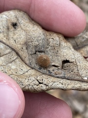 Caryomyia holotricha