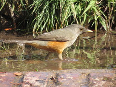 Turdus rufiventris