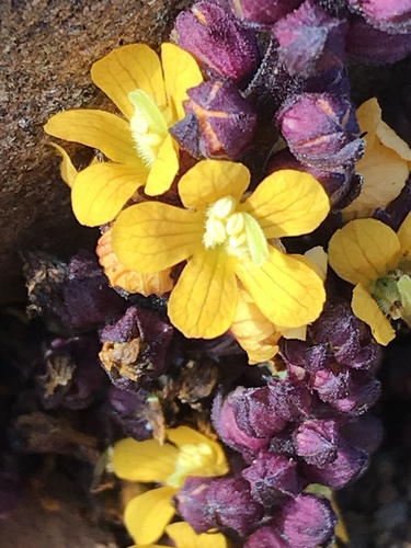 alectra-orobanchoides-naturalista-mexico