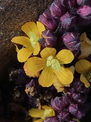 Alectra orobanchoides