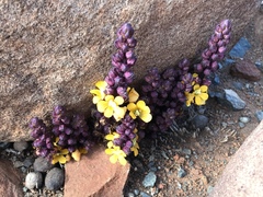 Alectra orobanchoides